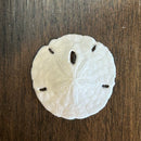Florida Sand Dollar