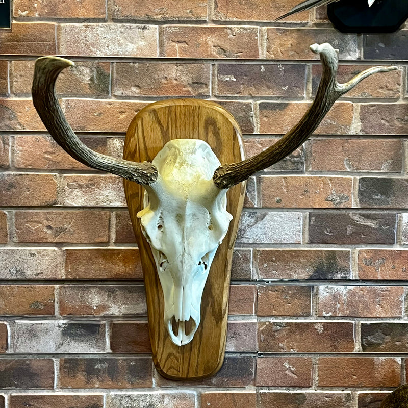 Elk Skull on Wood Mount