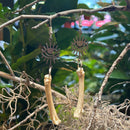 Otter Paw Bone Eye Earrings