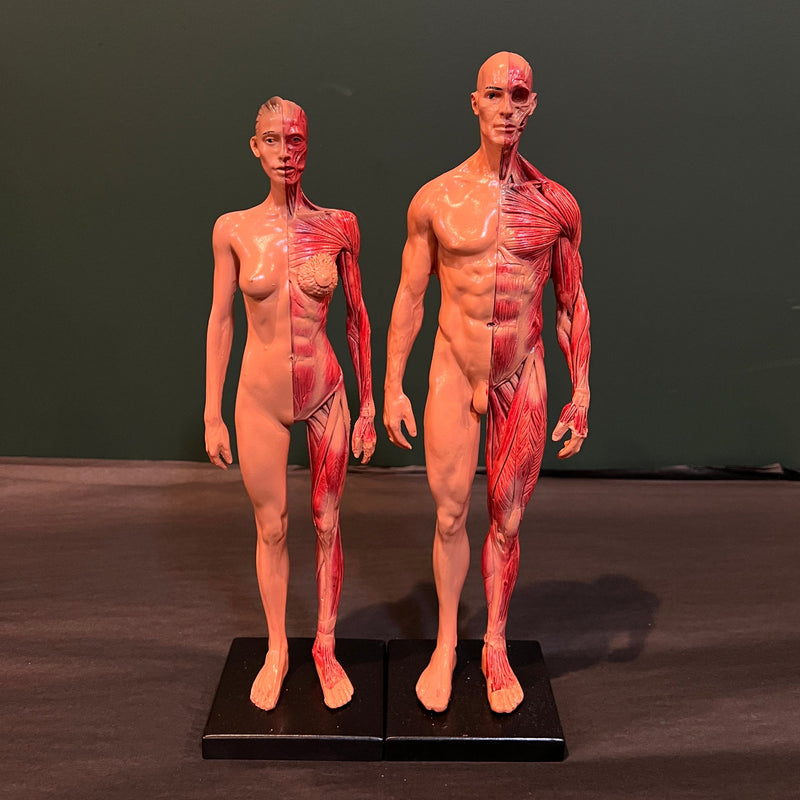 Human Anatomy Model Pair