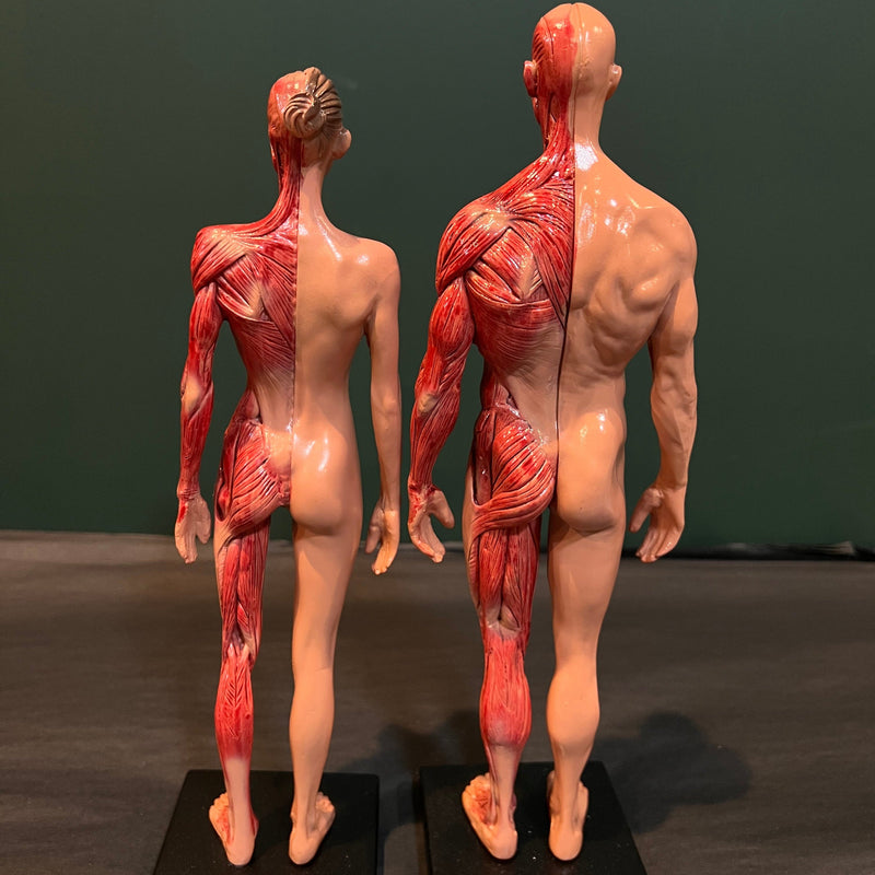 Human Anatomy Model Pair