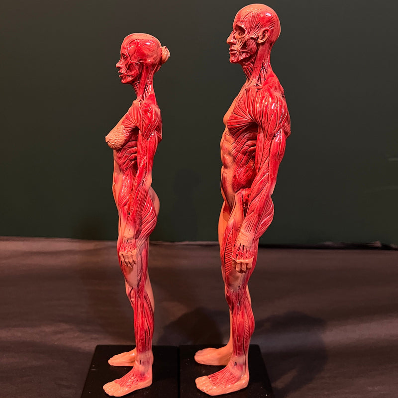 Human Anatomy Model Pair