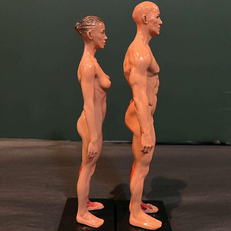 Human Anatomy Model Pair