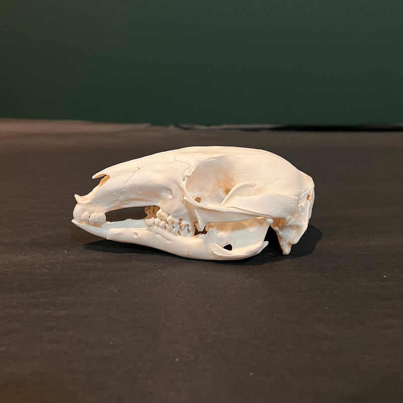 Wallaby Skull