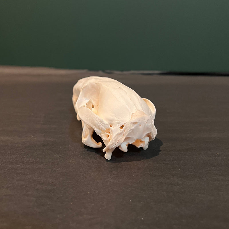 Wallaby Skull