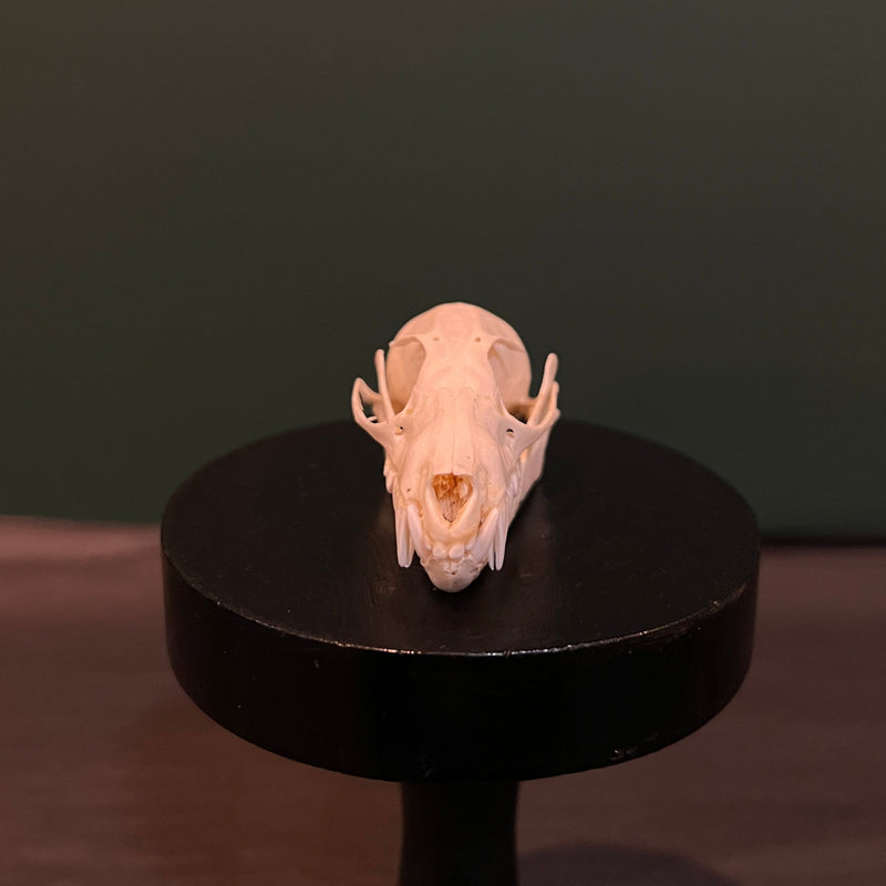 Fruit Bat Skull