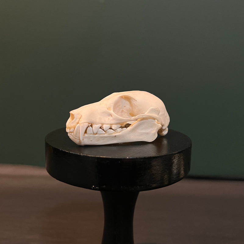 Fruit Bat Skull