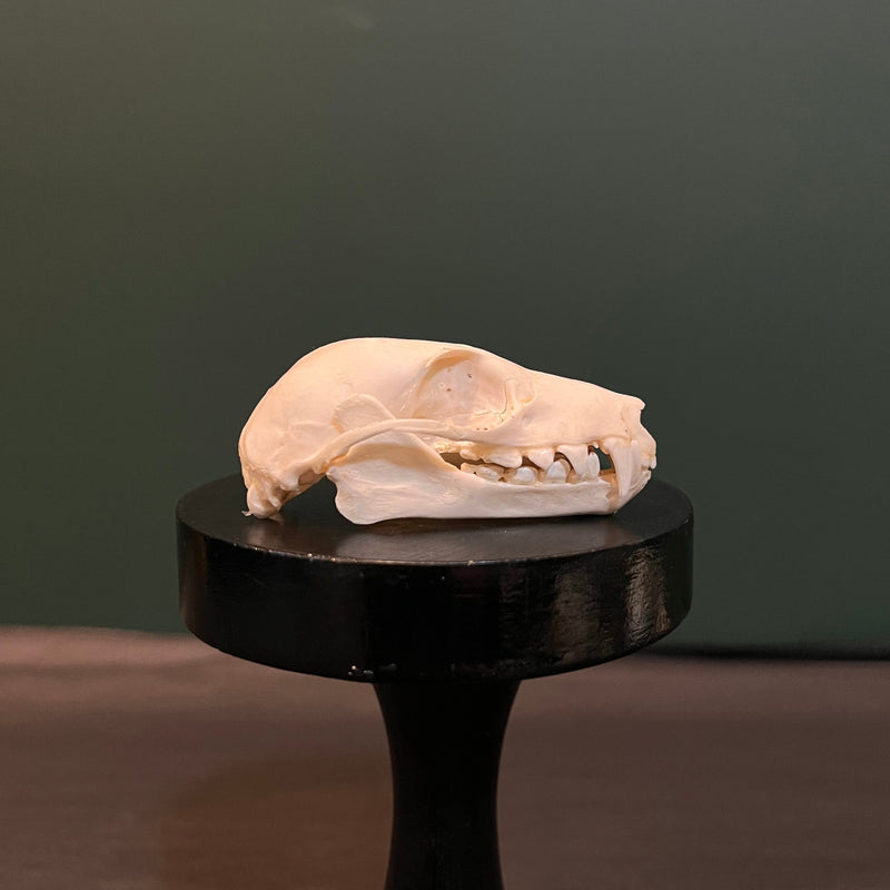 Fruit Bat Skull