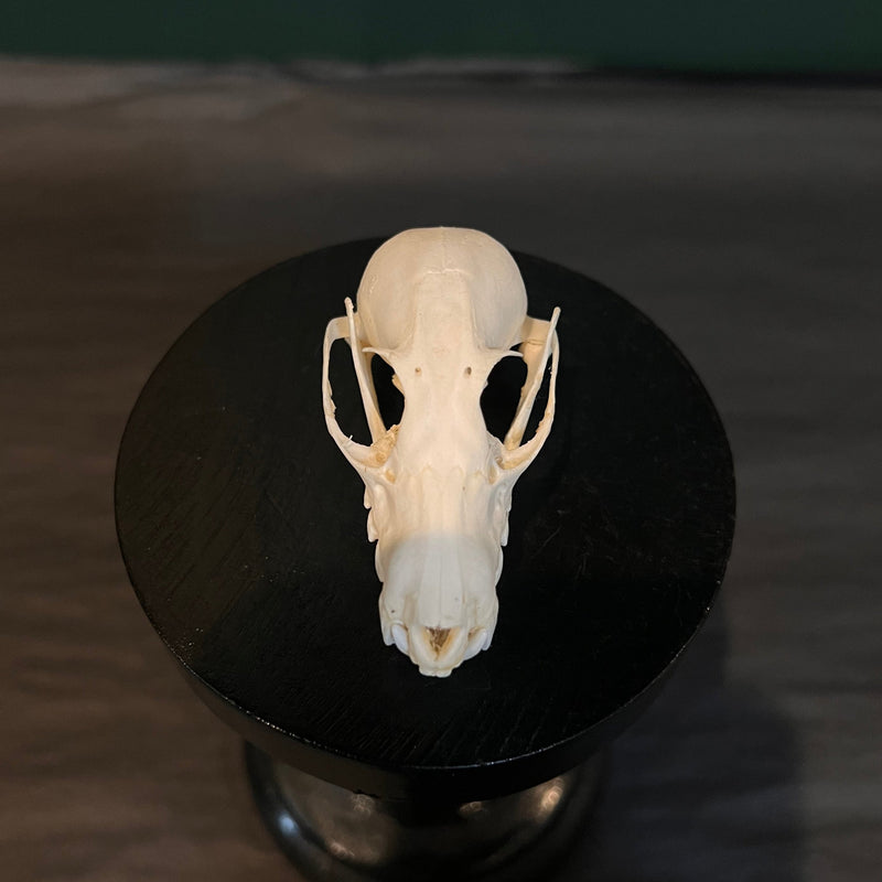 Fruit Bat Skull