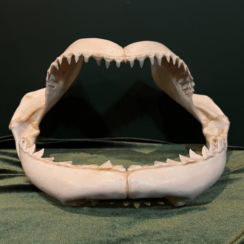 Large Shark Jaw (16")