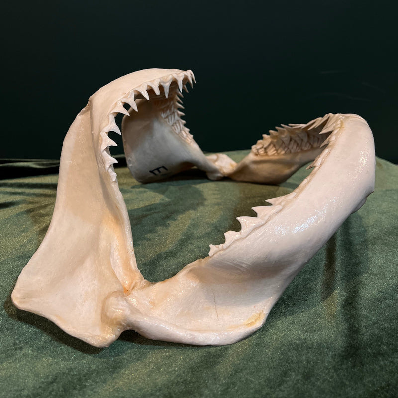 Large Shark Jaw (16")