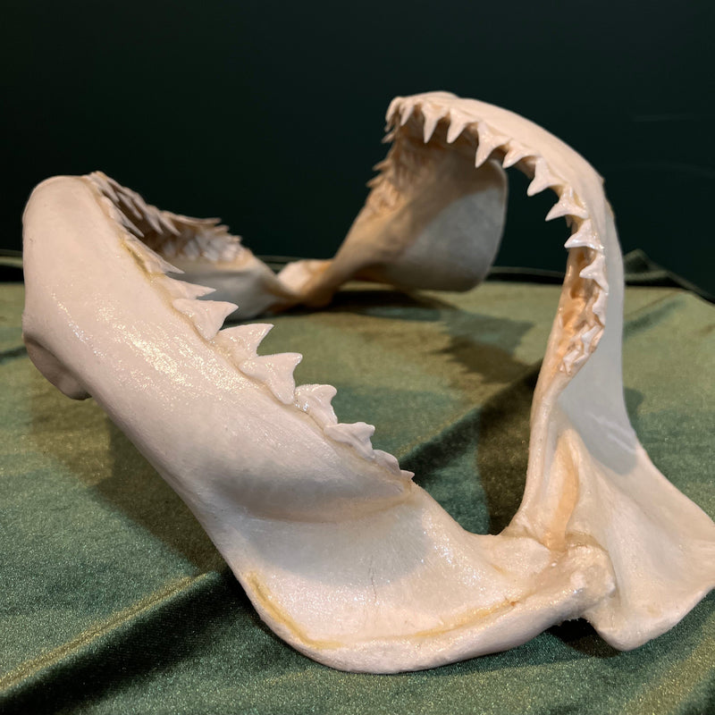 Large Shark Jaw (16")