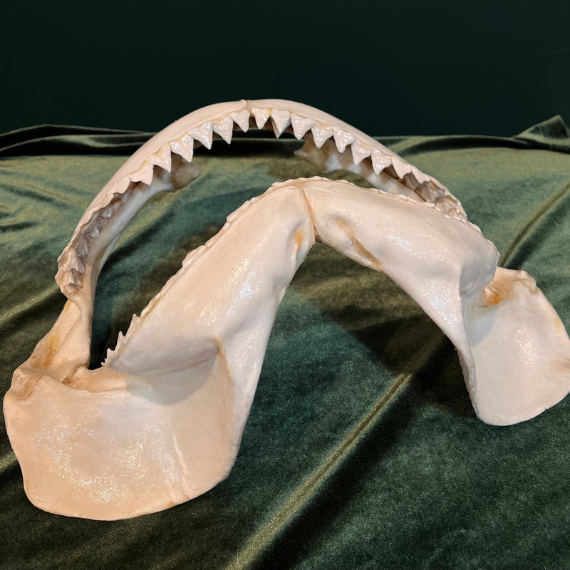 Large Shark Jaw (16")