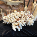 Brown Stem Coral