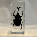 Large Rhinoceros Beetle Paperweight