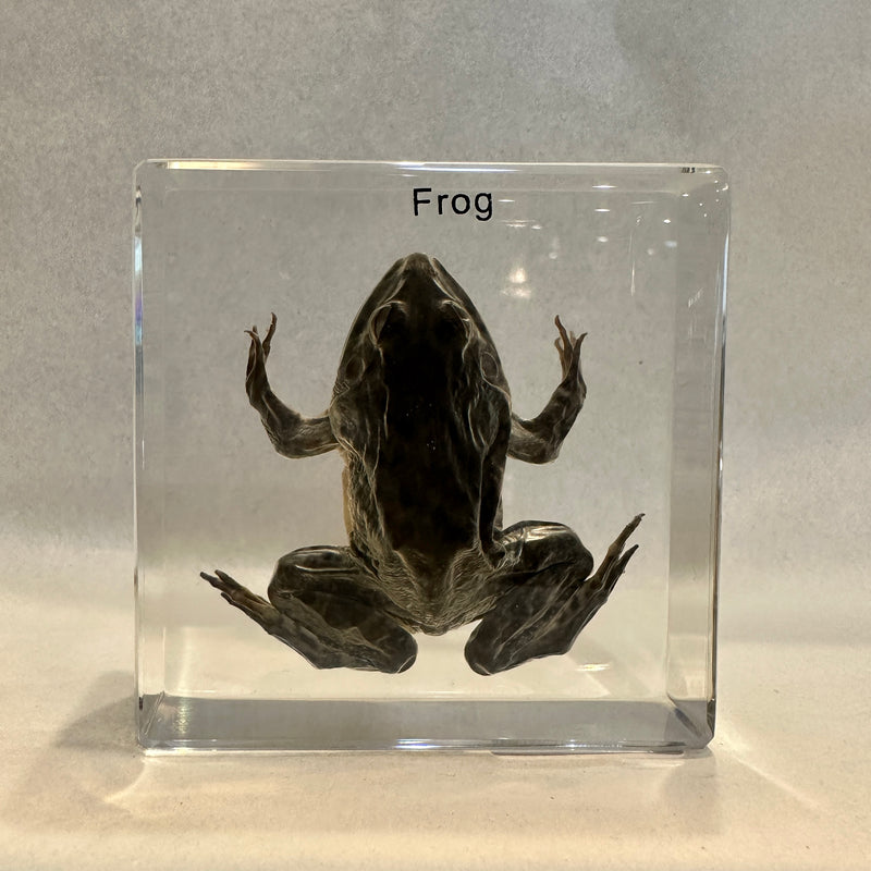 Frog Paperweight