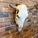 Cow Skull