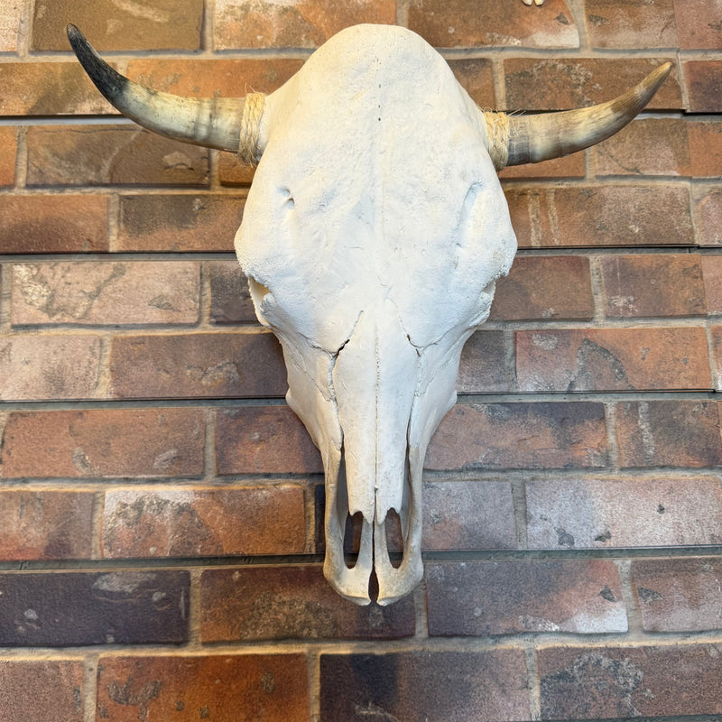 Cow Skull