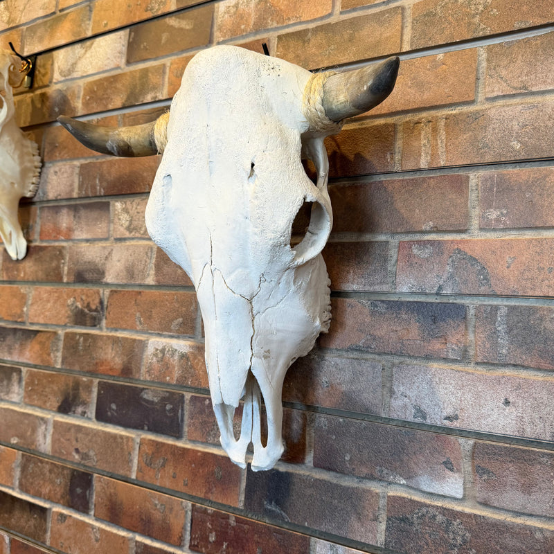 Cow Skull