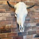 Cow Skull