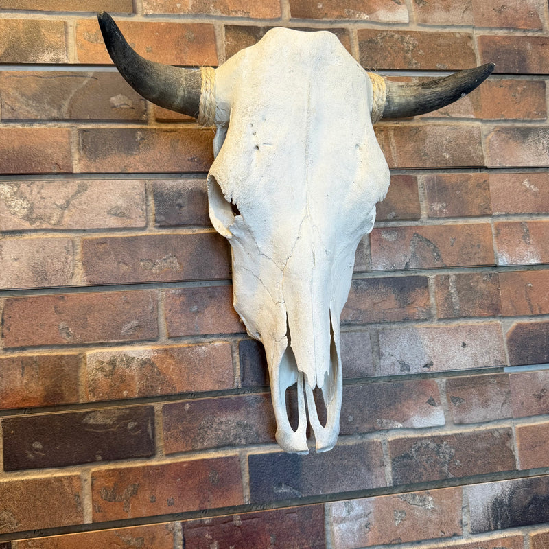 Cow Skull