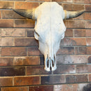 Cow Skull