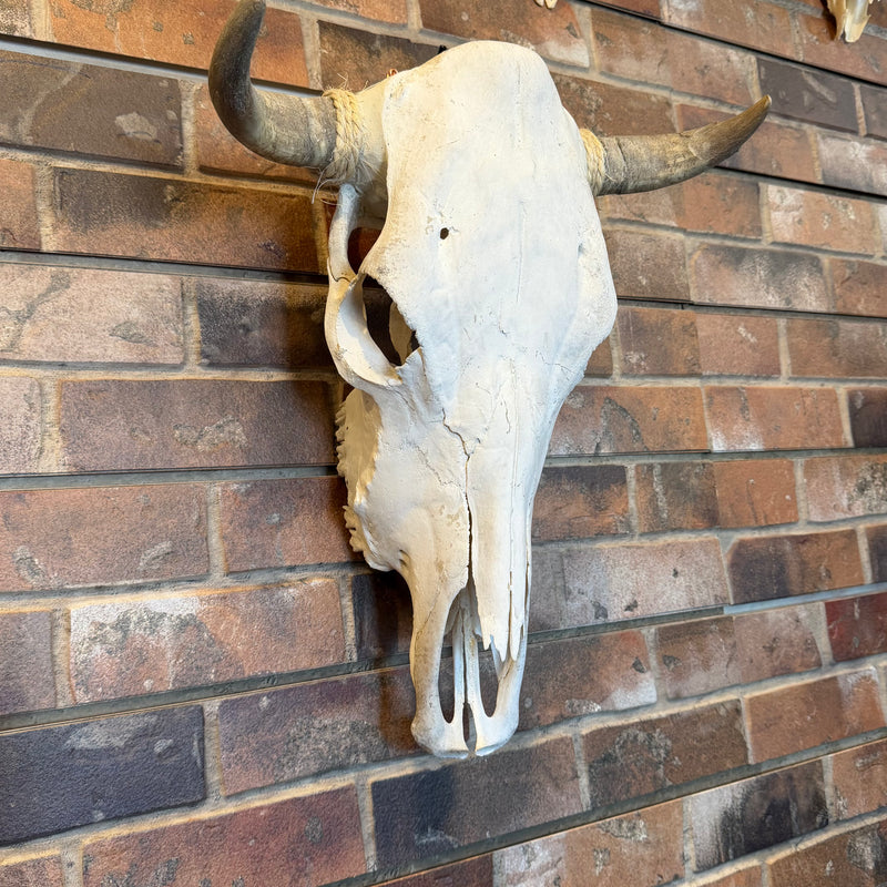 Cow Skull