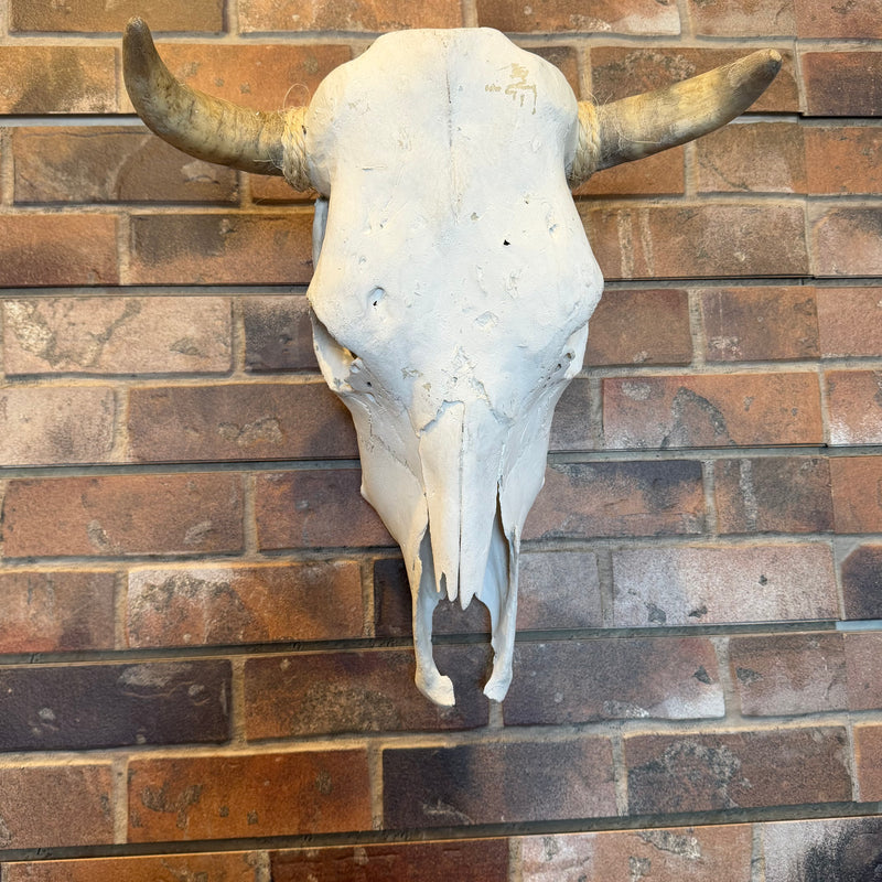 Cow Skull