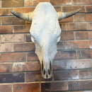 Cow Skull