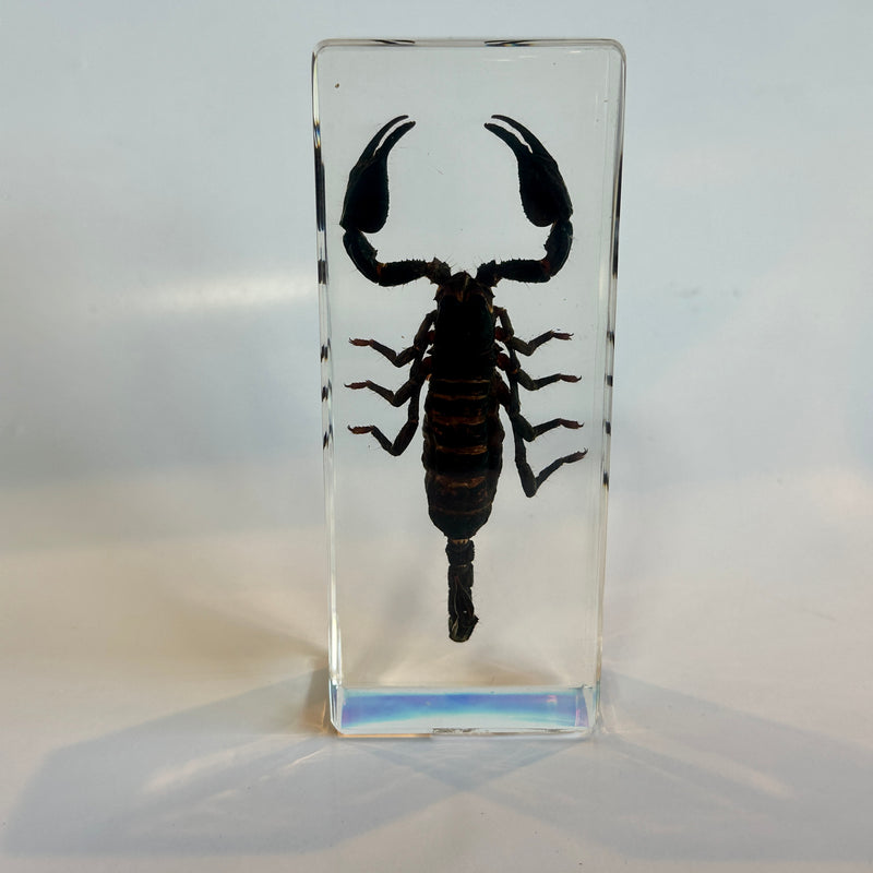 Large Black Scorpion Paperweight