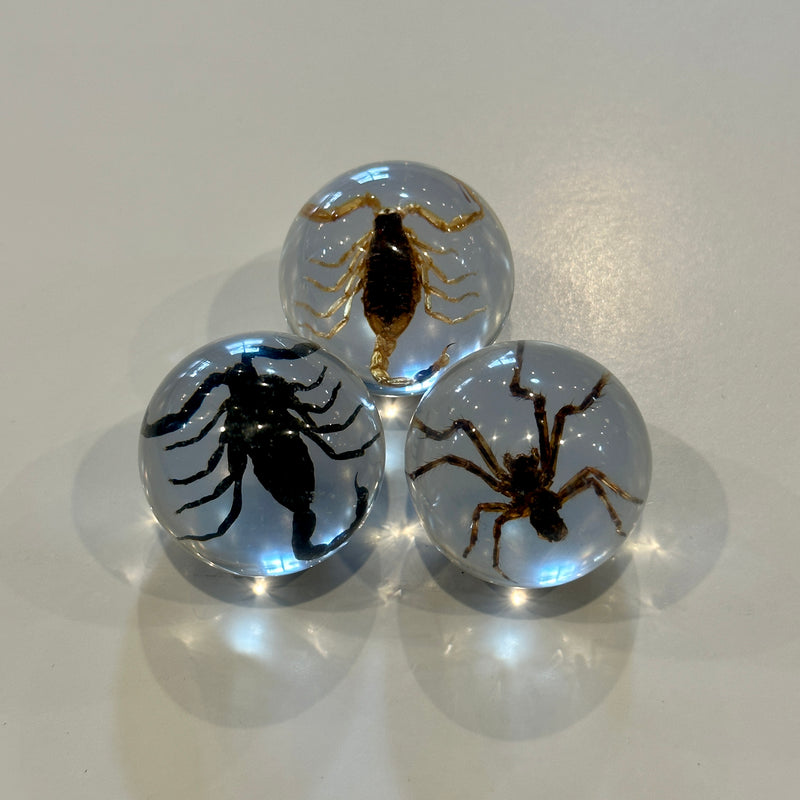 Scorpions and Spider Three Marble Set
