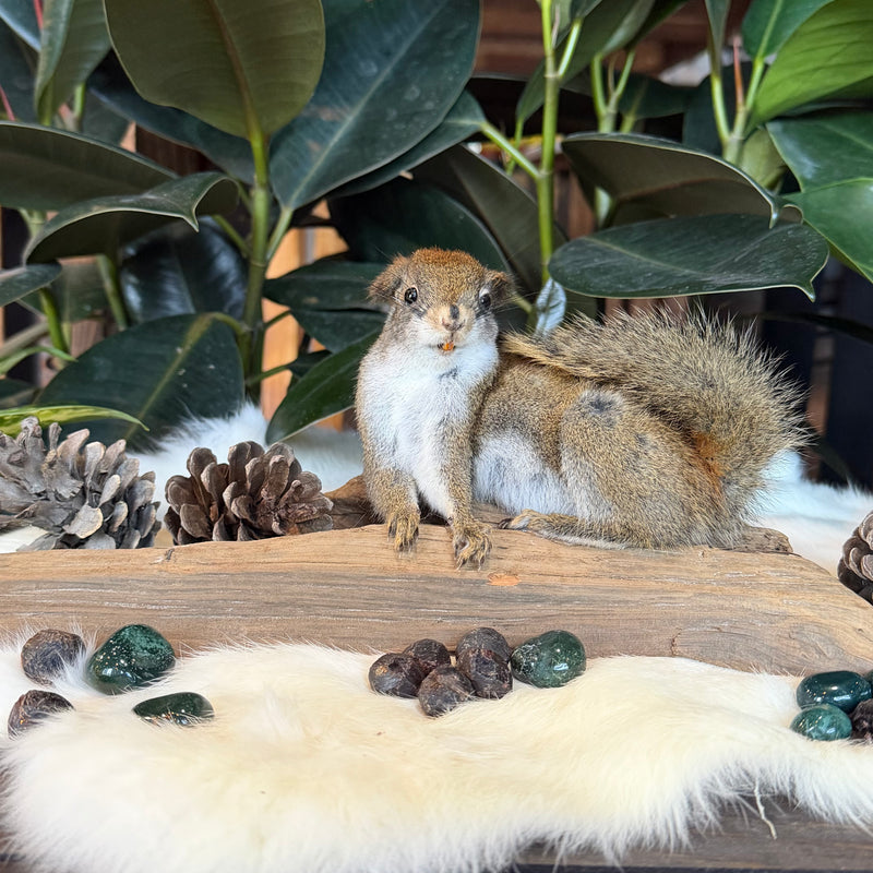 Laying Squirrel Taxidermy Mount