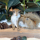 Laying Squirrel Taxidermy Mount