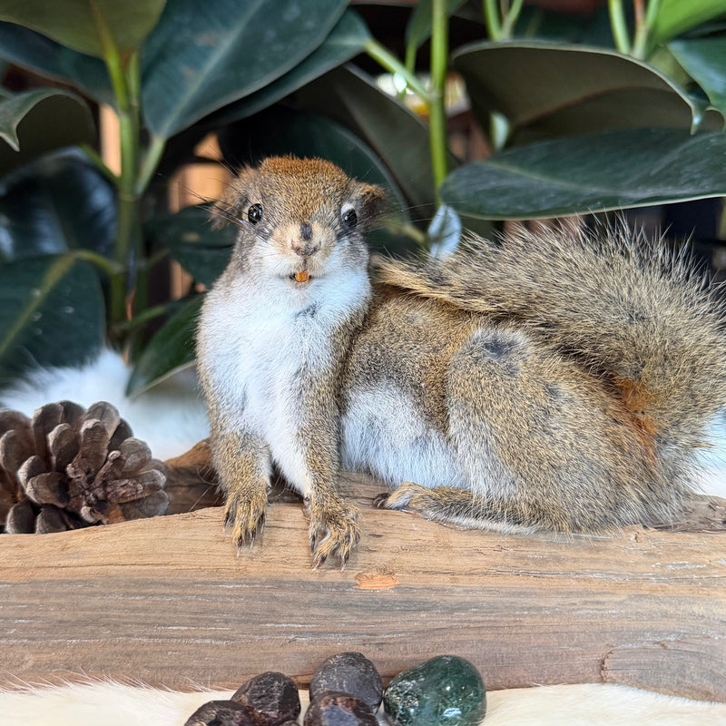 Laying Squirrel Taxidermy Mount