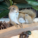 Laying Squirrel Taxidermy Mount