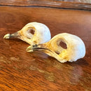 Zebra Dove Skull