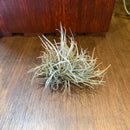 Tillandsia