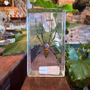 Flower Spider Paperweight