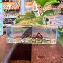 Flower Spider Paperweight