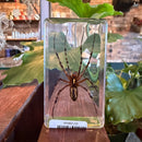 Flower Spider Paperweight