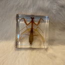 Praying Mantis Paperweight