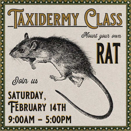 02/14/26 Taxidermy Rat Class