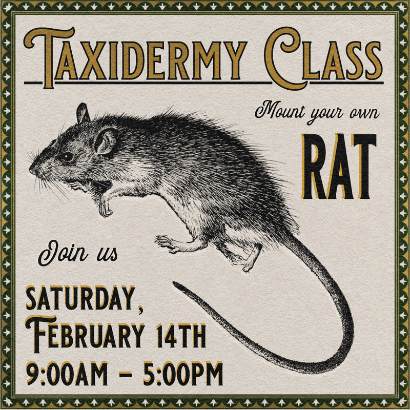 02/14/26 Taxidermy Rat Class