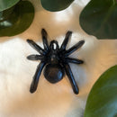 Black Cast Iron Spider