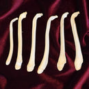 Badger Baculum