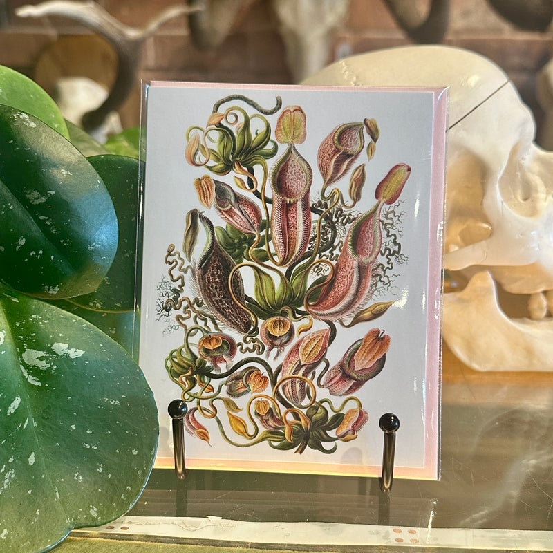 Pitcher Plant Greeting Card
