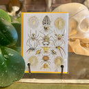 Spider Greeting Card