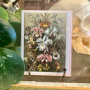 Orchid Greeting Card
