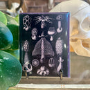 Mushroom Greeting Card