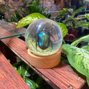 Green Chafer Beetle Globe Paperweight with Stand